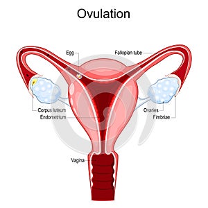 Ovulation. Human uterus with Vagina, Corpus luteum, Fallopian tube,  endometrium photo
