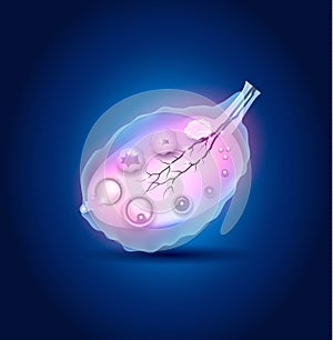 Ovulation in the Ovary