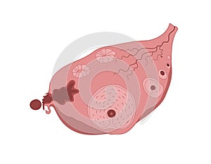 Ovulation steps infographic diagram, ovarian cycle, anatomy of female egg cell development.