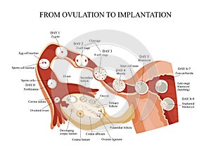 From ovulation to implantation.