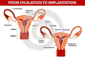 From ovulation to implantation