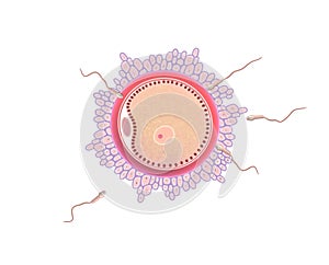 Ovule