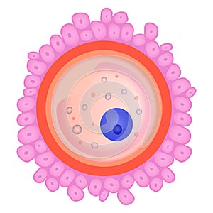 Ovule, female fertility cell flat vector illustration