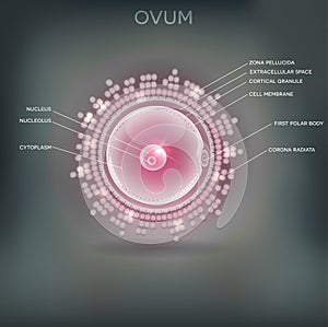 Ovum