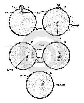 Ovum Fertilization, vintage illustration