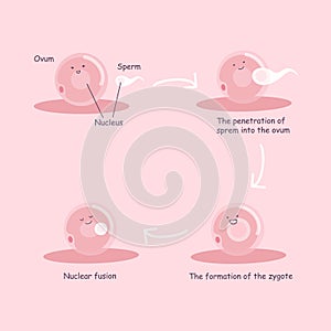 Ovum and sperm pregnancy process