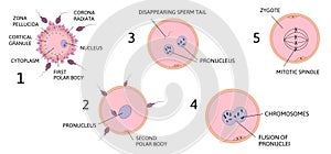 Ovum spermatozoon anatomy vector illustration isolated on white background.