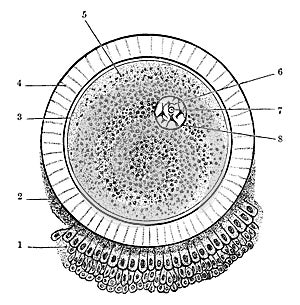 Ovum, vintage illustration