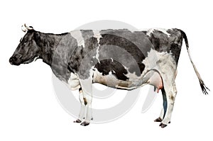 Pieno lunghezza isolato su sfondo bianco. ridicolo Carino una mucca su bianco. 