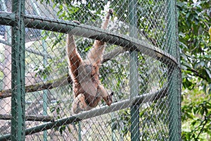 An Owa Jawa hangs from a mesh enclosure.