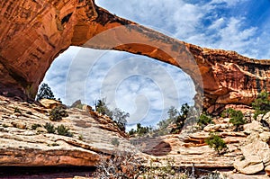 Owachomo Natural Bridge High Over the Ponderosa Pines