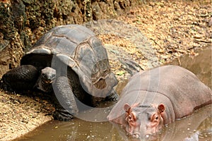 Owen & Mzee unique friendship