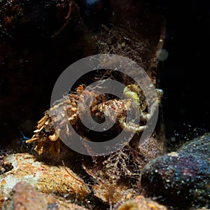 Oweniidae marine polychaete worm. Loch Linnhe, Diving, Scottish West Coast