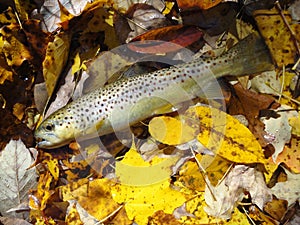 Owens Creek Autumn Brown Trout