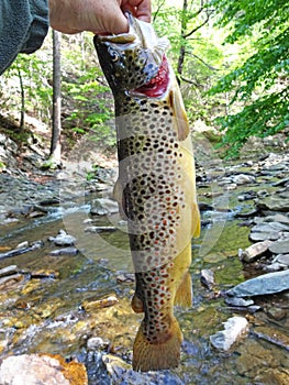Owens Creek Big Brown Trout