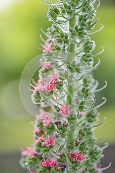 Ower of jewels, Echium wildpretii, close-up flowering spike photo