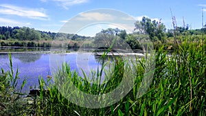 Owergrown river beach