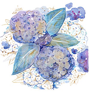 Owers of blue hydrangea. Hand drawn watercolor on shite background with golden details