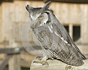 Owl