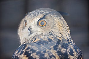 Owl.