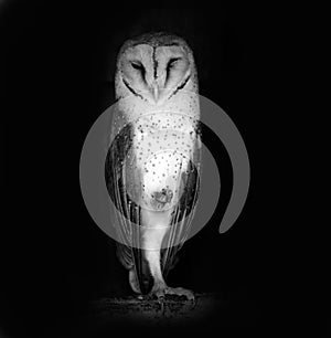 Owl