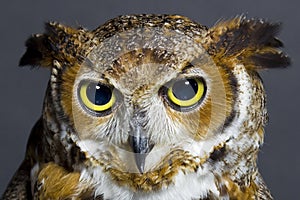 Owl photo