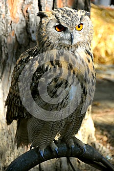 Owl