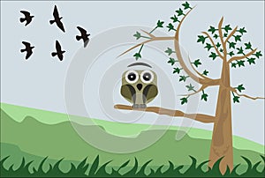 Owl