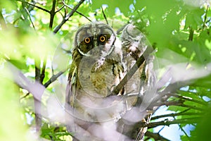 Owl