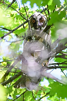 Owl