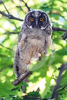 Owl