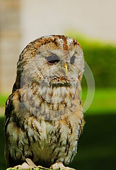 Owl