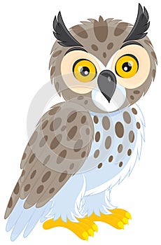 Owl