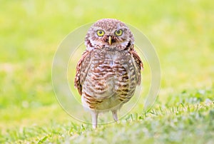 Owl photo