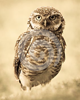 Owl