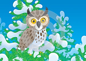 Owl photo