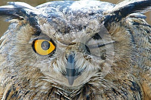 Owl