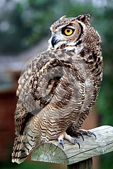 Owl standing on a wooden perch photo