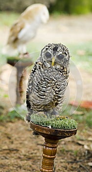 Owl