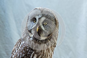 Owl