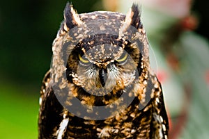 Owl