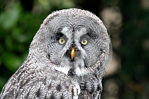 Owl