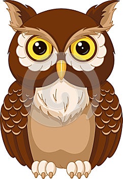 Owl