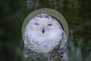 owl