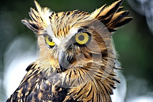 Owl