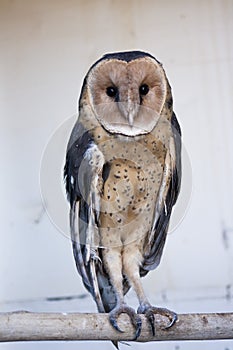 Owl