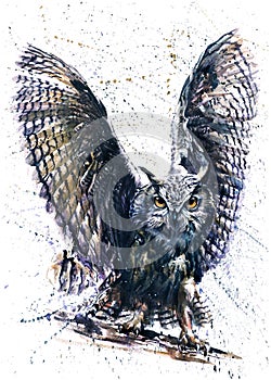 Owl