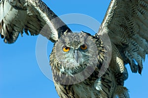 Owl in action