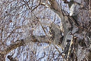 Owl Asio otus - Long-eared Owl resting by day in the branches of the Birch - Betula tree