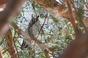 Owl Asio otus - Long-eared Owl resting by day in the branches of an ever green tree